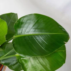 Strelitzia, Topf-Ø 21 Cm, Höhe Ca. 70-100 Cm -Fiskar Garten Geschaft 0210104644 Strelitzia nicolai 3