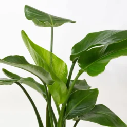 Strelitzia, Topf-Ø 21 Cm, Höhe Ca. 70-100 Cm -Fiskar Garten Geschaft 0210104644 Strelitzia nicolai 4