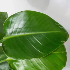 Strelitzia, Topf-Ø 21 Cm, Höhe Ca. 70-100 Cm -Fiskar Garten Geschaft 0210104644 Strelitzia nicolai 5