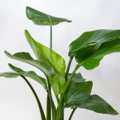 Strelitzia, Topf-Ø 21 Cm, Höhe Ca. 70-100 Cm -Fiskar Garten Geschaft 0210104644 Strelitzia nicolai 6