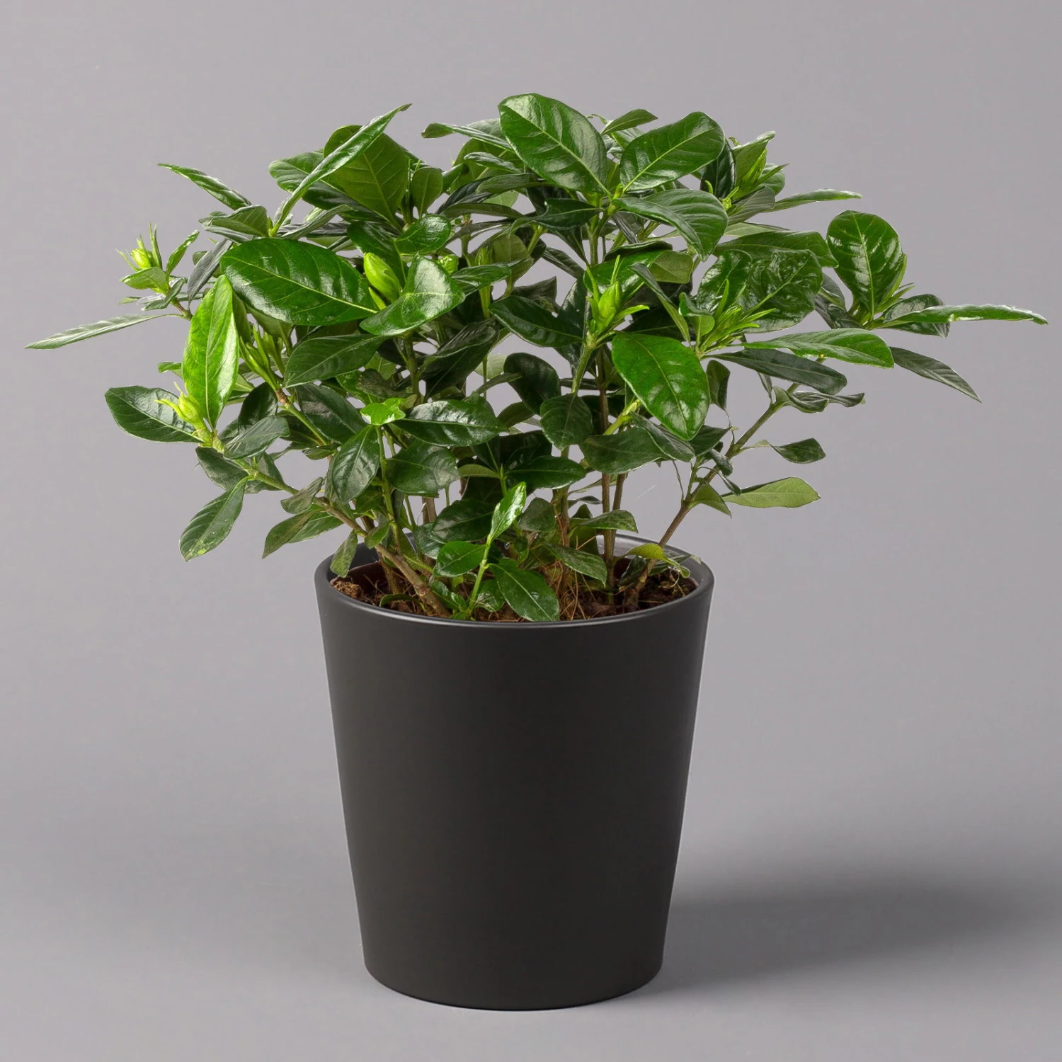 Gardenie, Mit Keramiktopf Dallas Anthrazit, Topf-Ø 13 Cm 2 Gardenie, Mit Keramiktopf Dallas Anthrazit, Topf-Ø 13 Cm – Bild 2