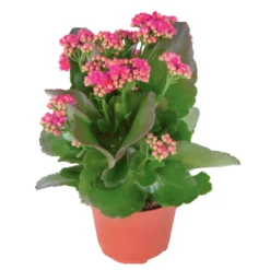 Kalanchoe 'Calandiva'®, Violett, Topf-Ø 12 Cm, Höhe Ca. 27,5 Cm, 6er-Set 10 Kalanchoe 'Calandiva'®, Violett, Topf-Ø 12 Cm, Höhe Ca. 27,5 Cm, 6er-Set -Fiskar Garten Geschaft 0210350159 Kalanchoe cal violett
