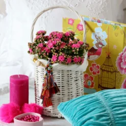 Kalanchoe 'Calandiva'®, Violett, Topf-Ø 12 Cm, Höhe Ca. 27,5 Cm, 6er-Set 11 Kalanchoe 'Calandiva'®, Violett, Topf-Ø 12 Cm, Höhe Ca. 27,5 Cm, 6er-Set -Fiskar Garten Geschaft 0210350159 Kalanchoe cal violett2