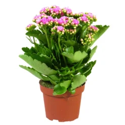 Kalanchoe 'Calandiva'®, Rosa, Topf-Ø 12 Cm, Höhe Ca. 27,5 Cm, 6er-Set 13 Kalanchoe 'Calandiva'®, Rosa, Topf-Ø 12 Cm, Höhe Ca. 27,5 Cm, 6er-Set -Fiskar Garten Geschaft 0210350167 Kalanchoe Cal rosa