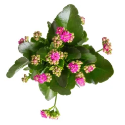 Kalanchoe 'Calandiva'®, Weiß&violett, Topf-Ø 12 Cm, Höhe Ca. 20-30 Cm, 6er-Set -Fiskar Garten Geschaft 0210350382 Kalanchoe violett 6er Set 6xviolett 1 1