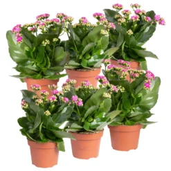 Ausgewählte Produkte 1 Kalanchoe 'Calandiva'®, Violett, Topf-Ø 12 Cm, Höhe Ca. 27,5 Cm, 6er-Set