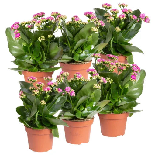 Kalanchoe 'Calandiva'®, Violett, Topf-Ø 12 Cm, Höhe Ca. 27,5 Cm, 6er-Set 8 Kalanchoe 'Calandiva'®, Violett, Topf-Ø 12 Cm, Höhe Ca. 27,5 Cm, 6er-Set -Fiskar Garten Geschaft 0210350382 Kalanchoe violett 6er Set 6xviolett 2