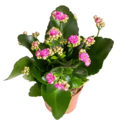 Kalanchoe 'Calandiva'®, Violett, Topf-Ø 12 Cm, Höhe Ca. 27,5 Cm, 6er-Set 8 Kalanchoe 'Calandiva'®, Violett, Topf-Ø 12 Cm, Höhe Ca. 27,5 Cm, 6er-Set -Fiskar Garten Geschaft 0210350382 Kalanchoe violett 6er Set 6xviolett 3 2