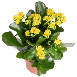 Kalanchoe 'Calandiva'®, Gelb&violett, Topf-Ø 12 Cm, Höhe Ca. 20-30 Cm, 6er-Set -Fiskar Garten Geschaft 0210350384 Kalanchoe gelb 6er Set 6xgelb 2