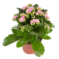Kalanchoe 'Calandiva'®, Rosa, Topf-Ø 12 Cm, Höhe Ca. 27,5 Cm, 6er-Set 11 Kalanchoe 'Calandiva'®, Rosa, Topf-Ø 12 Cm, Höhe Ca. 27,5 Cm, 6er-Set -Fiskar Garten Geschaft 0210350386 Kalanchoe rosa 6er Set 6xrosa 1
