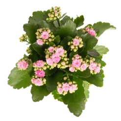 Kalanchoe 'Calandiva'®, Rosa, Topf-Ø 12 Cm, Höhe Ca. 27,5 Cm, 6er-Set 12 Kalanchoe 'Calandiva'®, Rosa, Topf-Ø 12 Cm, Höhe Ca. 27,5 Cm, 6er-Set -Fiskar Garten Geschaft 0210350386 Kalanchoe rosa 6er Set 6xrosa 2