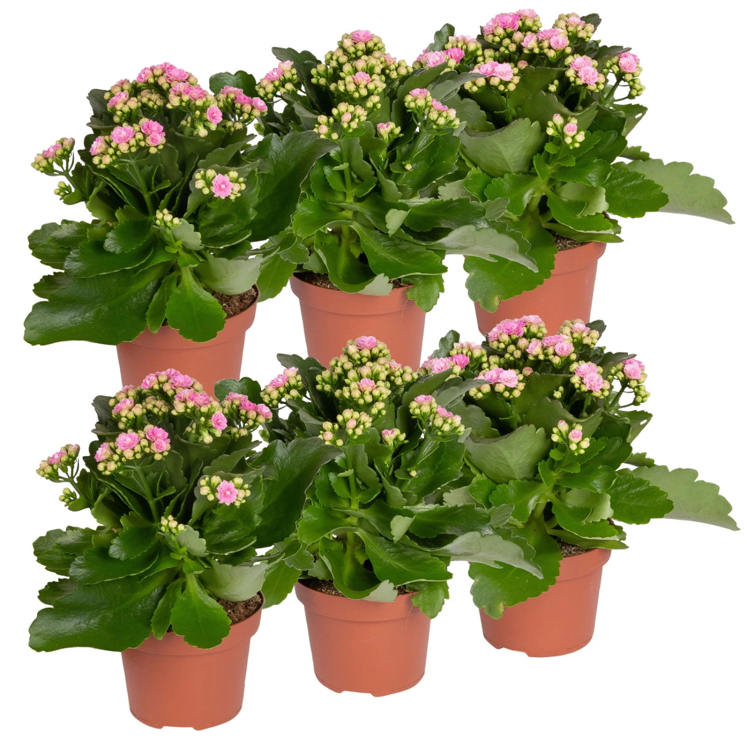 Kalanchoe 'Calandiva'®, Rosa, Topf-Ø 12 Cm, Höhe Ca. 27,5 Cm, 6er-Set 2 Kalanchoe 'Calandiva'®, Rosa, Topf-Ø 12 Cm, Höhe Ca. 27,5 Cm, 6er-Set – Bild 2