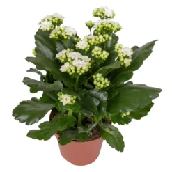 Kalanchoe 'Calandiva'®, Weiß&violett, Topf-Ø 12 Cm, Höhe Ca. 20-30 Cm, 6er-Set -Fiskar Garten Geschaft 0210350388 Kalanchoe weiss 6er Set 6xweiss 2