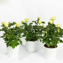 Ausgewählte Produkte 9 Rose Mit Topf Dallas Weiß, Topf-Ø 13 Cm, 3er-Set