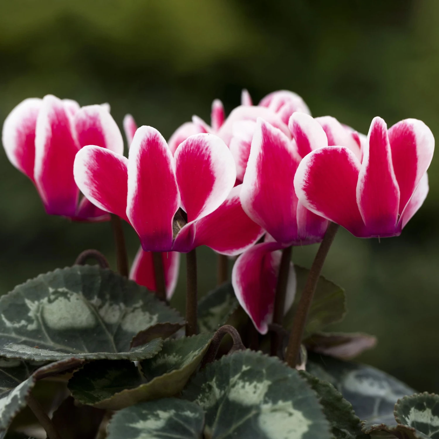 Alpenveilchen 'Picola Shine', Weiß-rot, Topf-Ø 10,5 Cm, Höhe Ca. 23 Cm, 6er-Set 2 Alpenveilchen 'Picola Shine', Weiß-rot, Topf-Ø 10,5 Cm, Höhe Ca. 23 Cm, 6er-Set – Bild 2