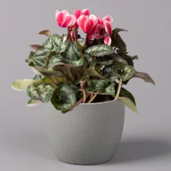 Alpenveilchen 'Picola Shine', Weiß-rot, Topf-Ø 10,5 Cm, Höhe Ca. 23 Cm, 6er-Set 10 Alpenveilchen 'Picola Shine', Weiß-rot, Topf-Ø 10,5 Cm, Höhe Ca. 23 Cm, 6er-Set -Fiskar Garten Geschaft 0210600489 Cyclamen Picola Shine rot T10 6er Set 1 115209