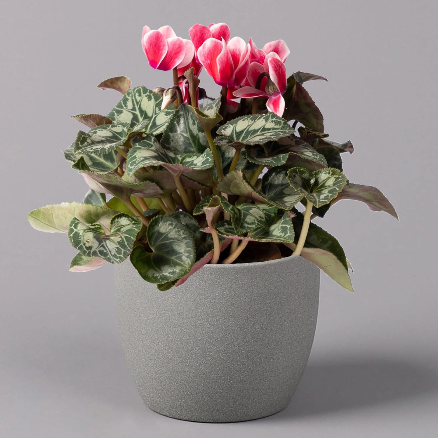 Alpenveilchen 'Picola Shine', Weiß-rot, Topf-Ø 10,5 Cm, Höhe Ca. 23 Cm, 6er-Set 3 Alpenveilchen 'Picola Shine', Weiß-rot, Topf-Ø 10,5 Cm, Höhe Ca. 23 Cm, 6er-Set – Bild 3