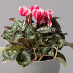 Alpenveilchen 'Picola Shine', Weiß-rot, Topf-Ø 10,5 Cm, Höhe Ca. 23 Cm, 6er-Set 11 Alpenveilchen 'Picola Shine', Weiß-rot, Topf-Ø 10,5 Cm, Höhe Ca. 23 Cm, 6er-Set -Fiskar Garten Geschaft 0210600489 Cyclamen Picola Shine rot T10 6er Set 2 115210