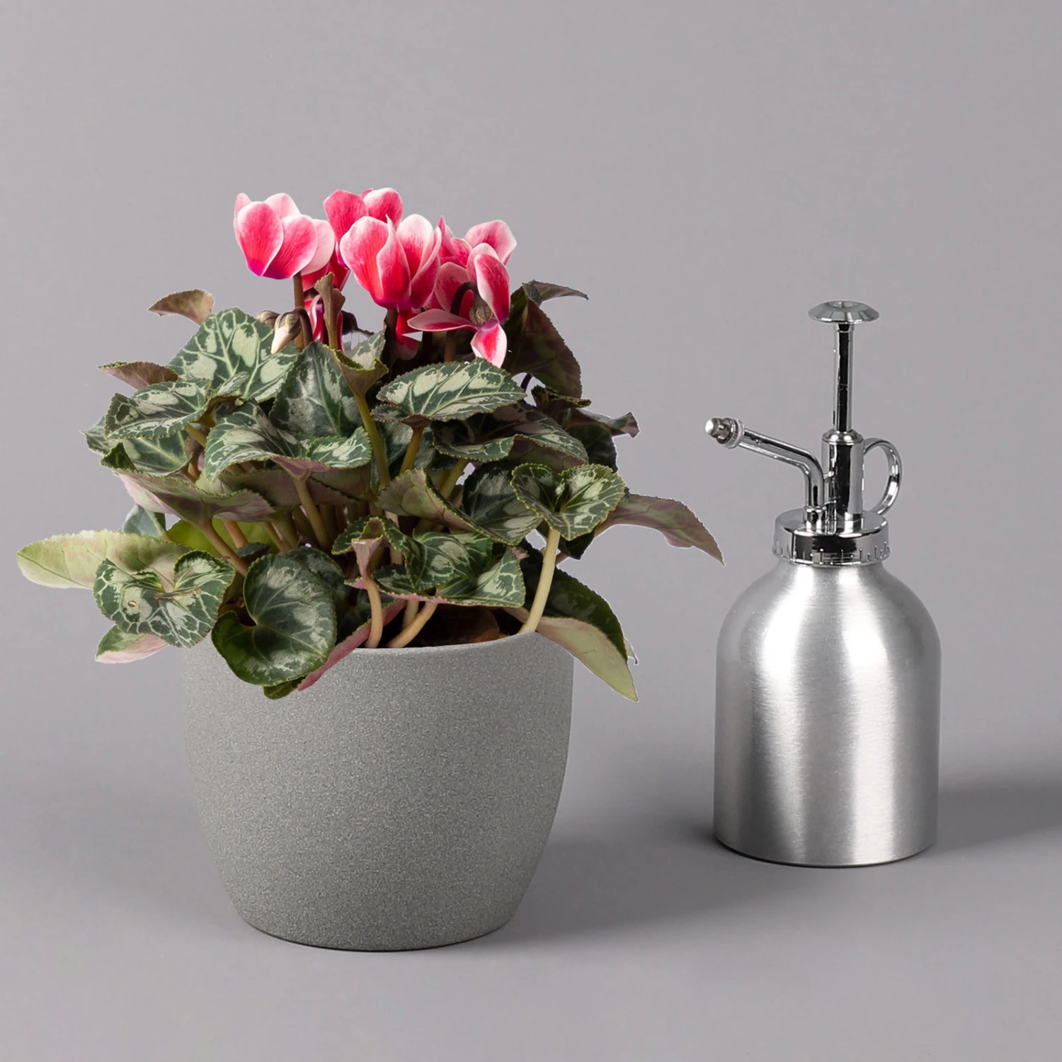 Alpenveilchen 'Picola Shine', Weiß-rot, Topf-Ø 10,5 Cm, Höhe Ca. 23 Cm, 6er-Set 5 Alpenveilchen 'Picola Shine', Weiß-rot, Topf-Ø 10,5 Cm, Höhe Ca. 23 Cm, 6er-Set – Bild 5