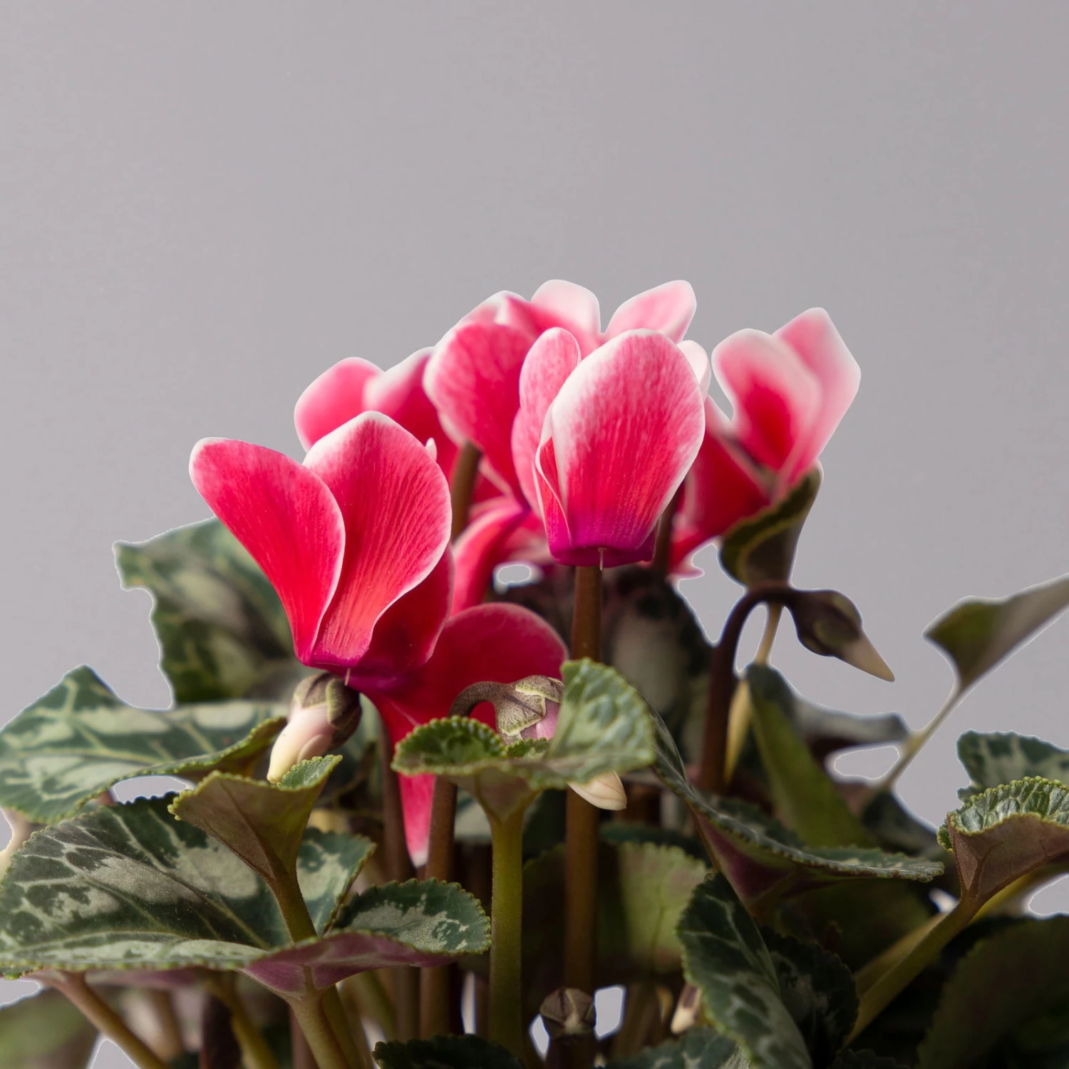 Alpenveilchen 'Picola Shine', Weiß-rot, Topf-Ø 10,5 Cm, Höhe Ca. 23 Cm, 6er-Set 6 Alpenveilchen 'Picola Shine', Weiß-rot, Topf-Ø 10,5 Cm, Höhe Ca. 23 Cm, 6er-Set – Bild 6