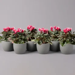 Alpenveilchen 'Picola Shine', Weiß-rot, Topf-Ø 10,5 Cm, Höhe Ca. 23 Cm, 6er-Set