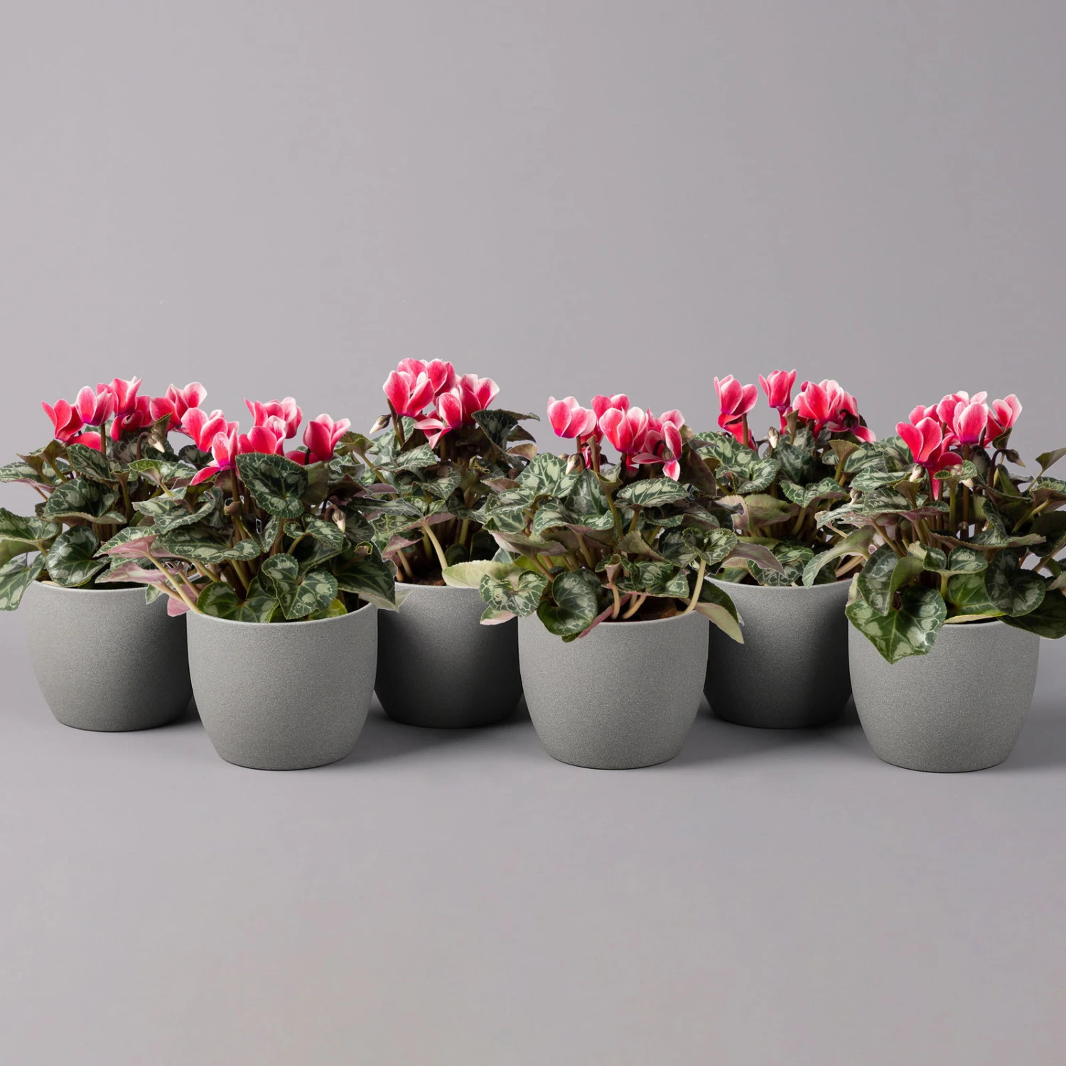 Alpenveilchen 'Picola Shine', Weiß-rot, Topf-Ø 10,5 Cm, Höhe Ca. 23 Cm, 6er-Set 1 Alpenveilchen 'Picola Shine', Weiß-rot, Topf-Ø 10,5 Cm, Höhe Ca. 23 Cm, 6er-Set