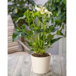 Flamingoblume, 'White Champion', Weiß, Topf-Ø 14 Cm, Höhe Ca. 50 Cm 11 Flamingoblume, 'White Champion', Weiß, Topf-Ø 14 Cm, Höhe Ca. 50 Cm -Fiskar Garten Geschaft 0210650113 Anthurium andr White Champion