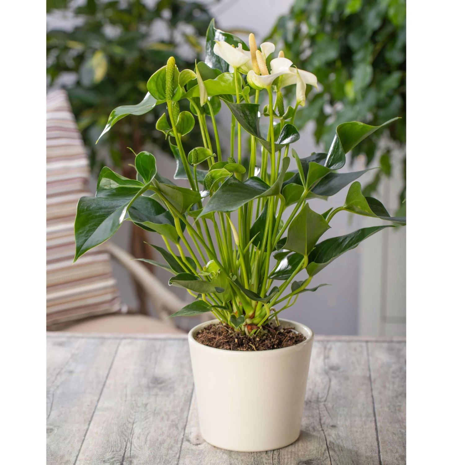 Flamingoblume, 'White Champion', Weiß, Topf-Ø 14 Cm, Höhe Ca. 50 Cm 5 Flamingoblume, 'White Champion', Weiß, Topf-Ø 14 Cm, Höhe Ca. 50 Cm – Bild 5