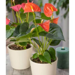 Flamingoblume, 'Orange Champion', Orange, Topf-Ø 12 Cm, Höhe Ca. 35 Cm -Fiskar Garten Geschaft 0210650133 Anthurium Orange Champion
