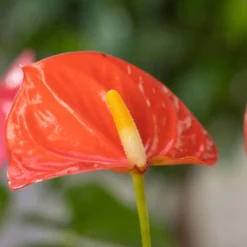 Flamingoblume, 'Orange Champion', Orange, Topf-Ø 12 Cm, Höhe Ca. 35 Cm -Fiskar Garten Geschaft 0210650133 Anthurium Orange Champion1