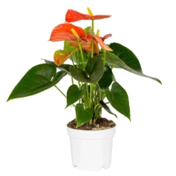 Flamingoblume, 'Orange Champion', Orange, Topf-Ø 12 Cm, Höhe Ca. 35 Cm -Fiskar Garten Geschaft 0210650133 Anthurium orange Champion KB 12cm T H 35cm Stolk