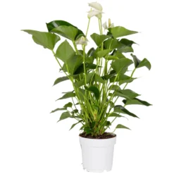 Flamingoblume, 'White Champion', Weiß, Topf-Ø 14 Cm, Höhe Ca. 50 Cm 9 Flamingoblume, 'White Champion', Weiß, Topf-Ø 14 Cm, Höhe Ca. 50 Cm -Fiskar Garten Geschaft 0210650220 Anthurium Andreanum White Champion 14cm T H 50cm