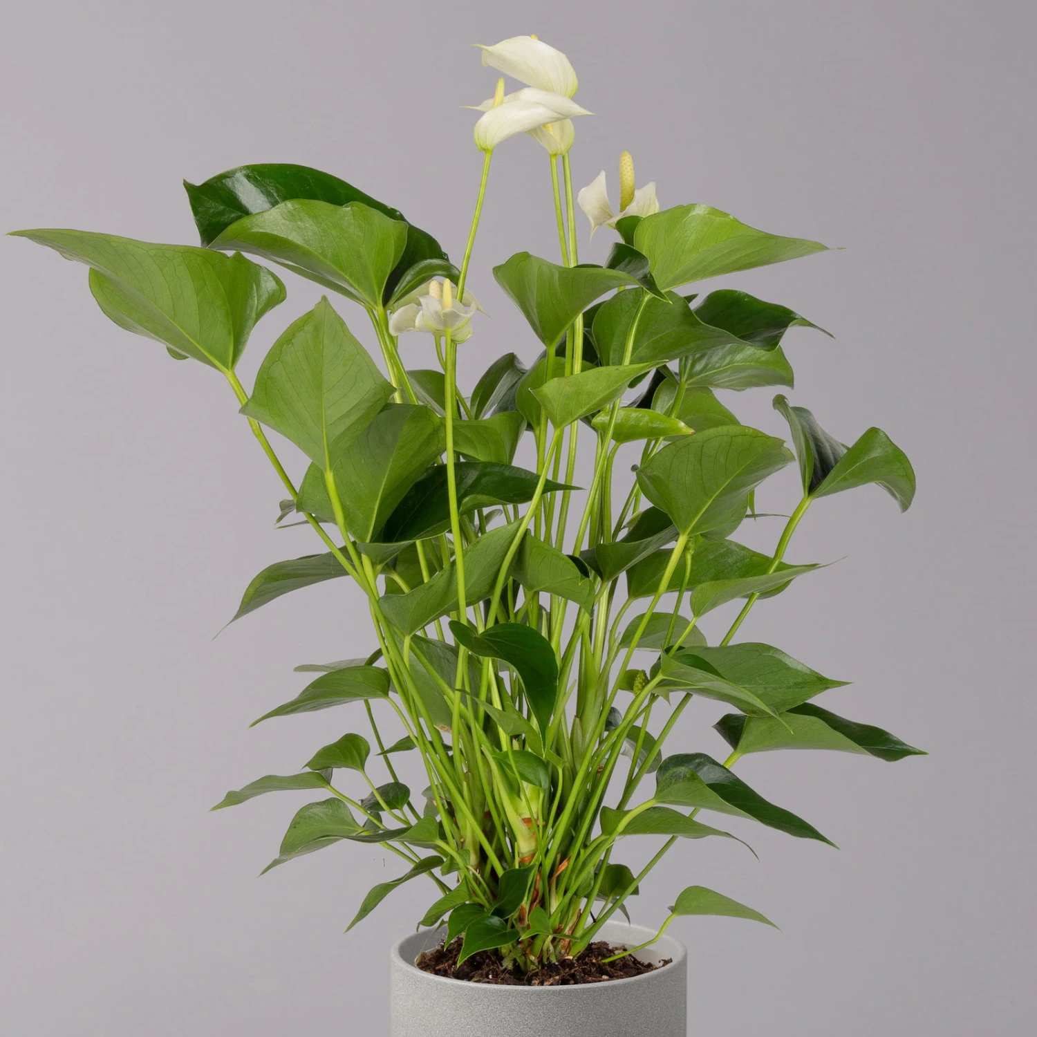 Flamingoblume, 'White Champion', Weiß, Topf-Ø 14 Cm, Höhe Ca. 50 Cm 2 Flamingoblume, 'White Champion', Weiß, Topf-Ø 14 Cm, Höhe Ca. 50 Cm – Bild 2