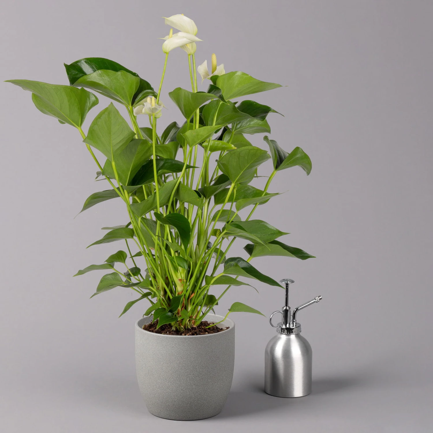 Flamingoblume, 'White Champion', Weiß, Topf-Ø 14 Cm, Höhe Ca. 50 Cm 4 Flamingoblume, 'White Champion', Weiß, Topf-Ø 14 Cm, Höhe Ca. 50 Cm – Bild 4