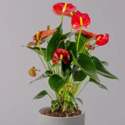 Flamingoblume 'Royal Red Champion', Topf-Ø 12 Cm, Höhe Ca. 35 Cm -Fiskar Garten Geschaft 0210650252 Anthurium Andreanum Royal Red Champion 12cm 2 114733