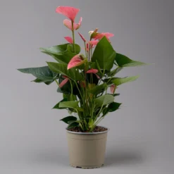 Flamingoblume 'Pink Champion', Pink, Topf-Ø 17 Cm, Höhe Ca. 55 Cm -Fiskar Garten Geschaft 0210650284 Anthurium andrPink Champion T17 H55 2 126739