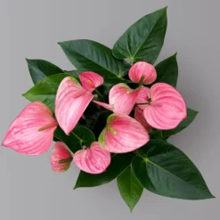 Flamingoblume 'Pink Champion', Pink, Topf-Ø 17 Cm, Höhe Ca. 55 Cm -Fiskar Garten Geschaft 0210650284 Anthurium andrPink Champion T17 H55 4 126741