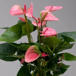 Flamingoblume 'Pink Champion', Pink, Topf-Ø 17 Cm, Höhe Ca. 55 Cm