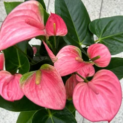 Flamingoblume 'Pink Champion', Pink, Topf-Ø 17 Cm, Höhe Ca. 55 Cm -Fiskar Garten Geschaft 0210650284 Anthurium andrPink Champion T17 H55 11 126743