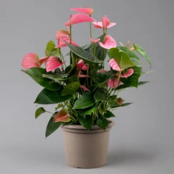 Flamingoblume 'Pink Champion', Pink, Topf-Ø 21 Cm, Höhe Ca. 65 Cm -Fiskar Garten Geschaft 0210650450 Anthurium andrPink Champion T21 H65 1 126767
