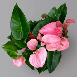 Flamingoblume 'Pink Champion', Pink, Topf-Ø 21 Cm, Höhe Ca. 65 Cm -Fiskar Garten Geschaft 0210650450 Anthurium andrPink Champion T21 H65 5 126764
