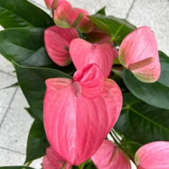 Flamingoblume 'Pink Champion', Pink, Topf-Ø 21 Cm, Höhe Ca. 65 Cm -Fiskar Garten Geschaft 0210650450 Anthurium andrPink Champion T21 H65 6 126746