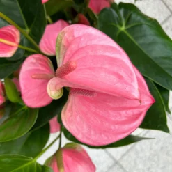 Flamingoblume 'Pink Champion', Pink, Topf-Ø 21 Cm, Höhe Ca. 65 Cm -Fiskar Garten Geschaft 0210650450 Anthurium andrPink Champion T21 H65 7 126745