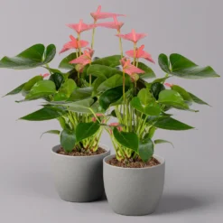 Ausgewählte Produkte 21 Flamingoblume 'Pink Champion', Topf-Ø 12 Cm, Höhe Ca. 35 Cm