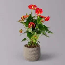 Flamingoblume 'Red Champion' Rot, Inkl. Übertopf Monza Grau, Topf-Ø 12 Cm