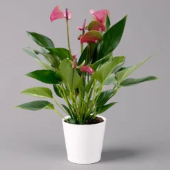 Flamingoblume 'Karma Purple' Purple, Inkl. Übertopf Dallas Weiß, Topf-Ø 12 Cm -Fiskar Garten Geschaft 0210650620 Anthurium a Karma Purple T12 Dallas weiss 14cm 3 126796