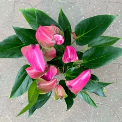 Flamingoblume 'Karma Purple' Purple, Inkl. Übertopf Dallas Weiß, Topf-Ø 12 Cm -Fiskar Garten Geschaft 0210650620 Anthurium a Karma Purple T12 Dallas weiss 14cm 4 126792