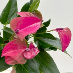 Flamingoblume 'Karma Purple' Purple, Inkl. Übertopf Dallas Weiß, Topf-Ø 12 Cm -Fiskar Garten Geschaft 0210650620 Anthurium a Karma Purple T12 Dallas weiss 14cm 6 126794