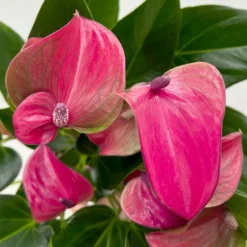 Flamingoblume 'Karma Purple' Purple, Inkl. Übertopf Dallas Weiß, Topf-Ø 12 Cm -Fiskar Garten Geschaft 0210650620 Anthurium a Karma Purple T12 Dallas weiss 14cm 7 126795