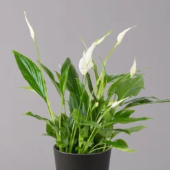 Einblatt 'Bellini', Topf-Ø 13 Cm, Mit Topf Anthrazit, Höhe Ca. 30 Cm, 2er-Set -Fiskar Garten Geschaft 0210660076 Spath wall Bellini UeT Dallas anthrazit 2